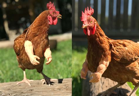 are they making fake chicken